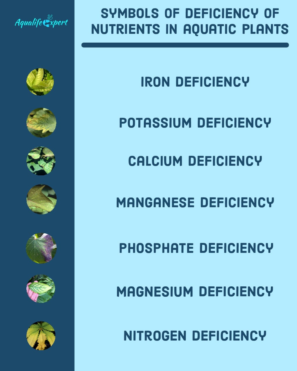 Nutrient deficiency syndrome of leaves 