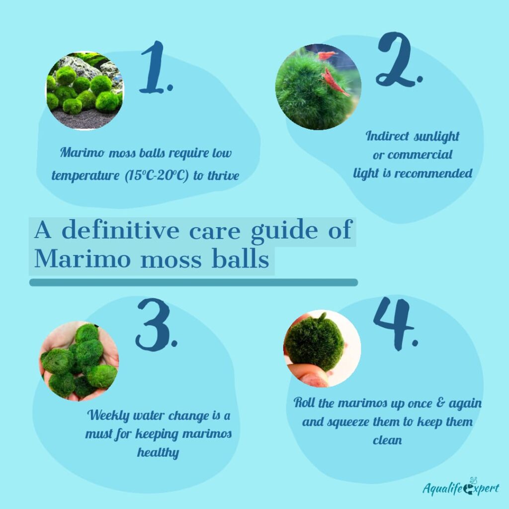 Definitive Care Guide of Marimo Moss Ball with Infographics Aqua Life