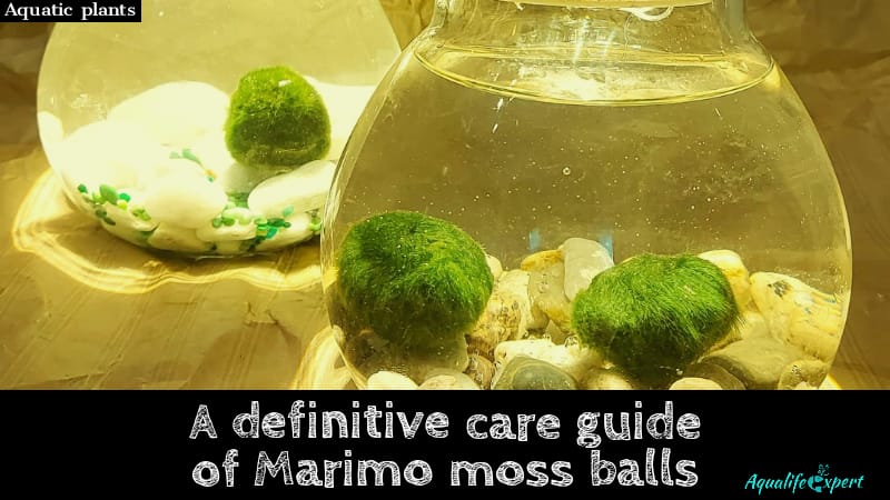 A definitive guide of marimo moss ball