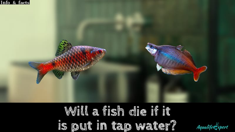 Will A Fish Die If It Is Put in Tap Water