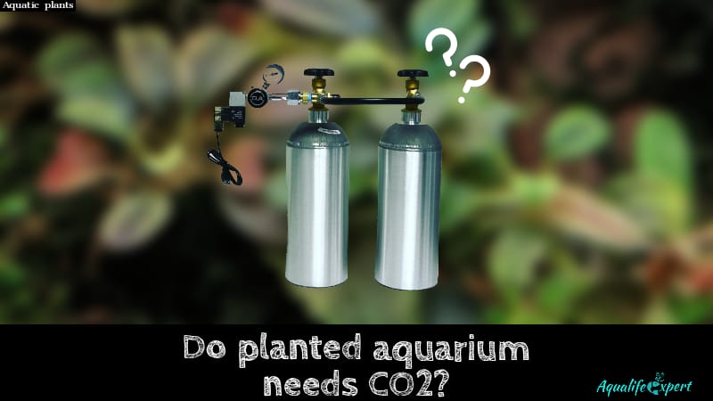 Do planted tanks need co2