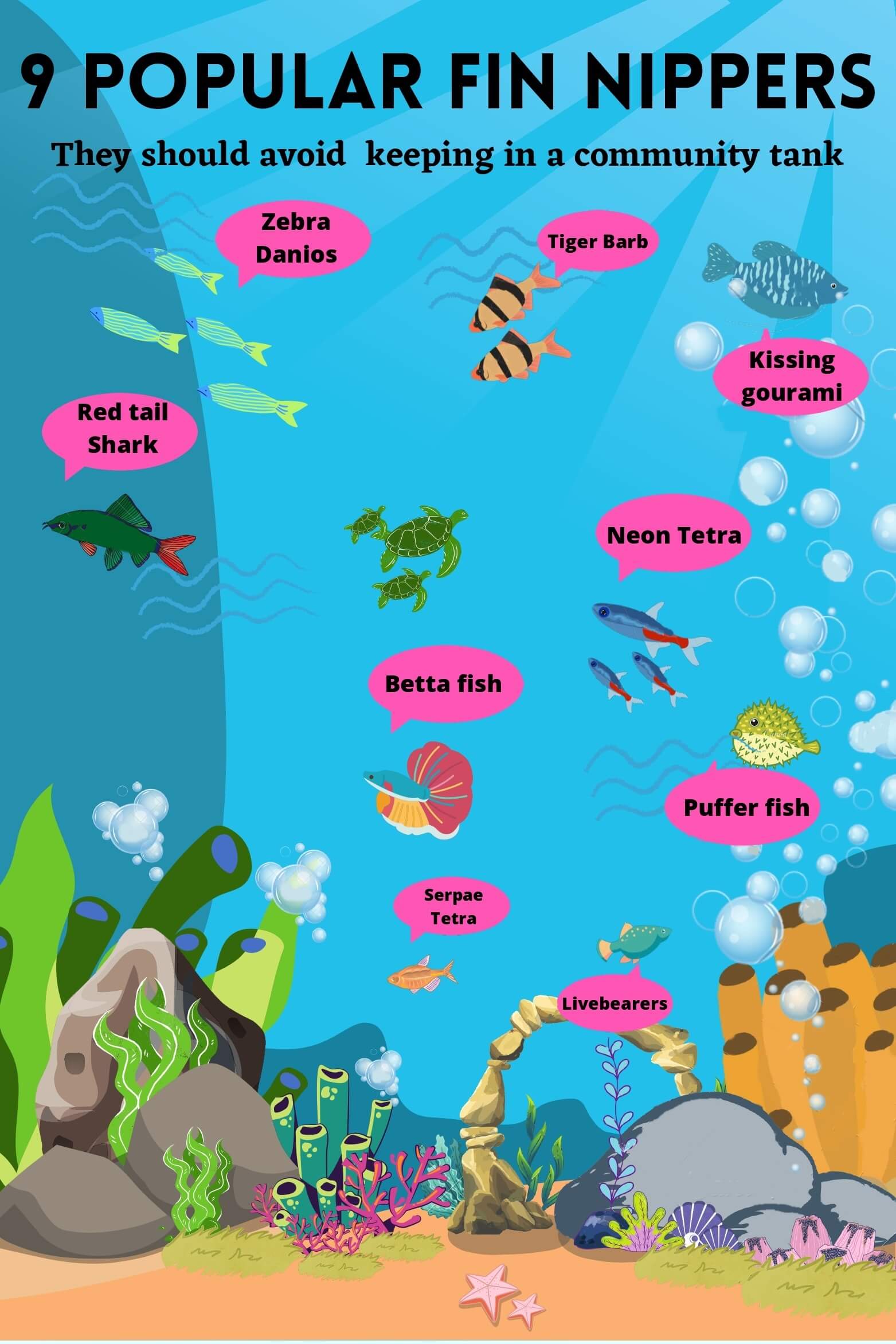 How to Stop Fin Nipping in Aquarium With 9 Popular Fin Nippers Aqua