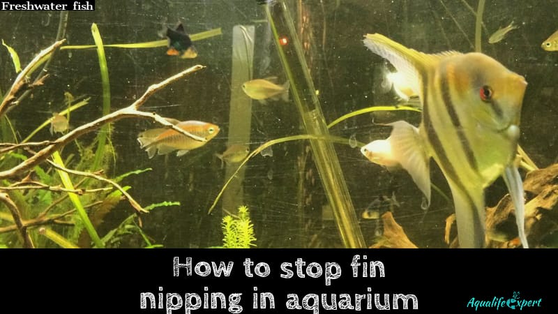 How to stop fin nipping in aquarium