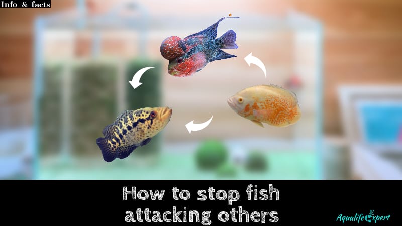 How to stop fish attacking others in aquarium