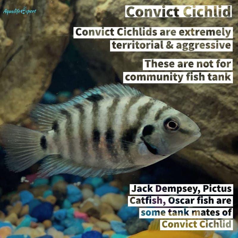 Convict Cichlids