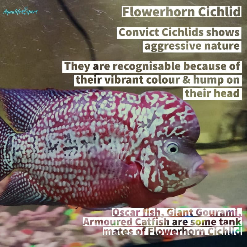 Flowerhorn Cichlids