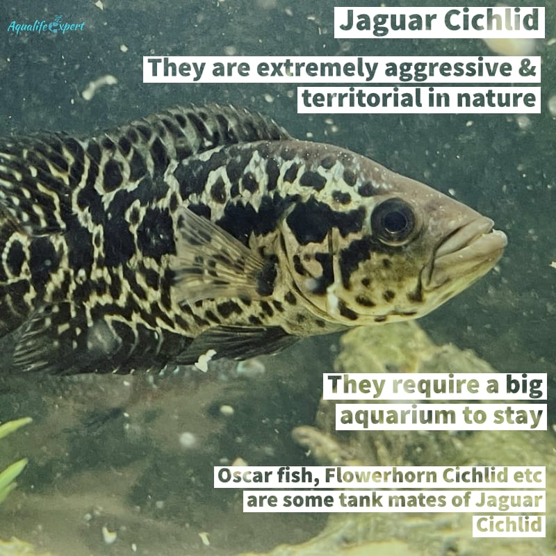 Jaguar Cichlids