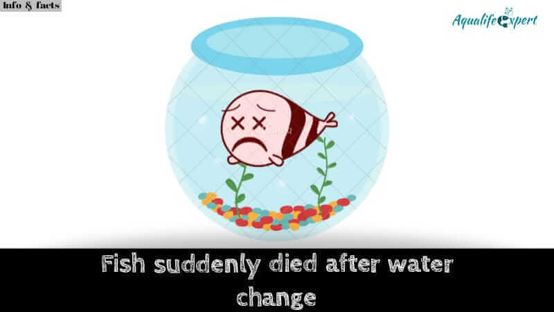 Fish Suddenly Died After Water Change: 7 Possible causes with solutions 