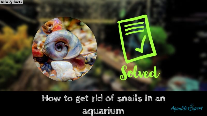 Snails Appeared in Aquariums? 7 Effective Ways to Get Rid of It