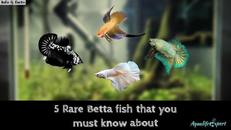 Rare betta fish