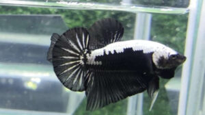 Samurai Betta Fish