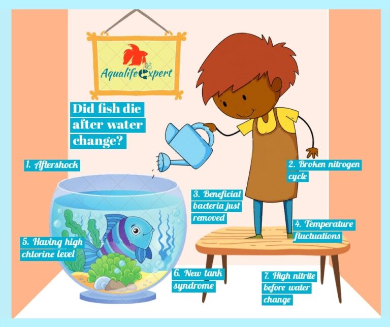 Fish Suddenly Died After Water Change 7 Possible causes with solutions