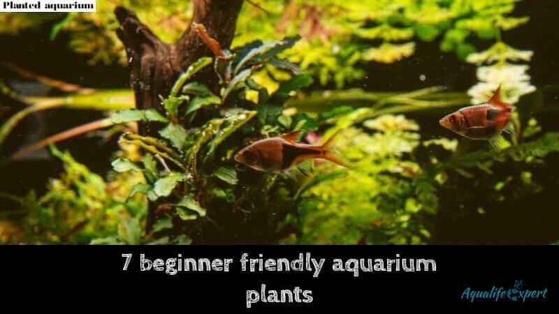 beginner friendly aquarium plants