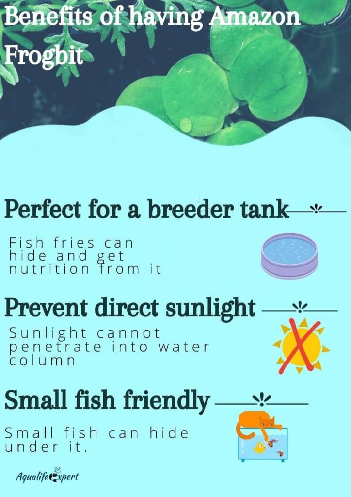 Why does amazon frogbit should be chosen as a aquarium plant 
