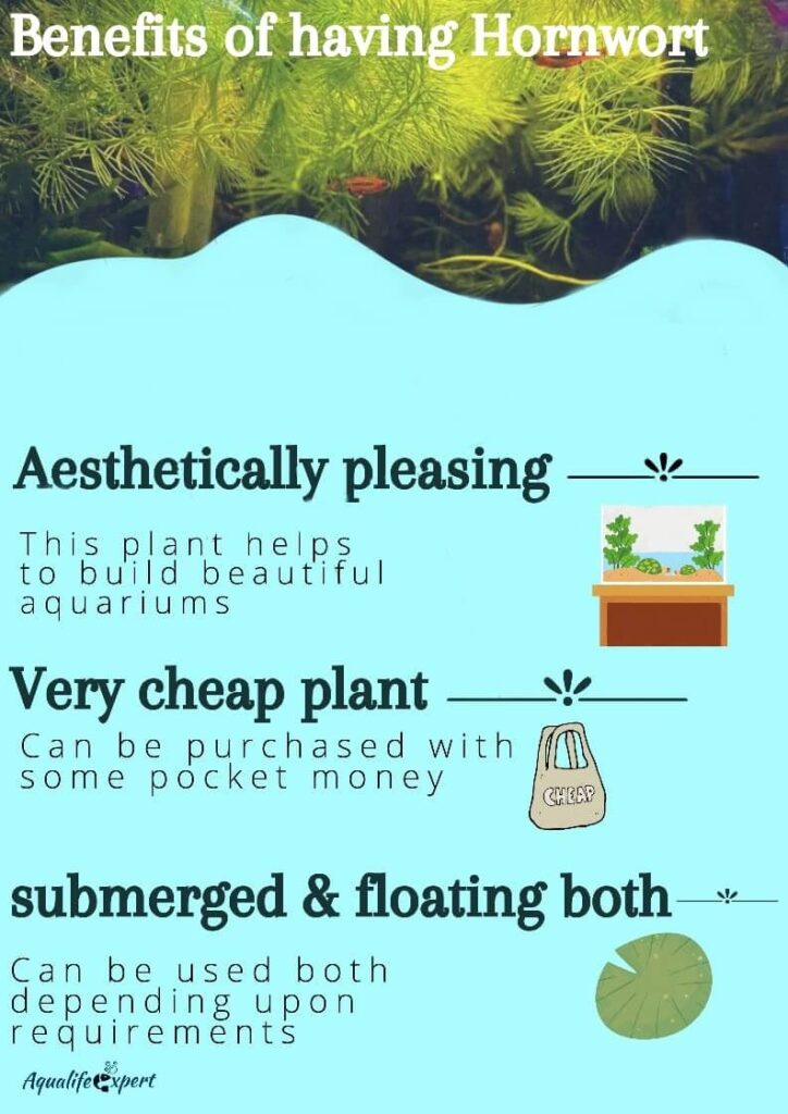 Why does horntwort should be chosen as a aquarium plant 