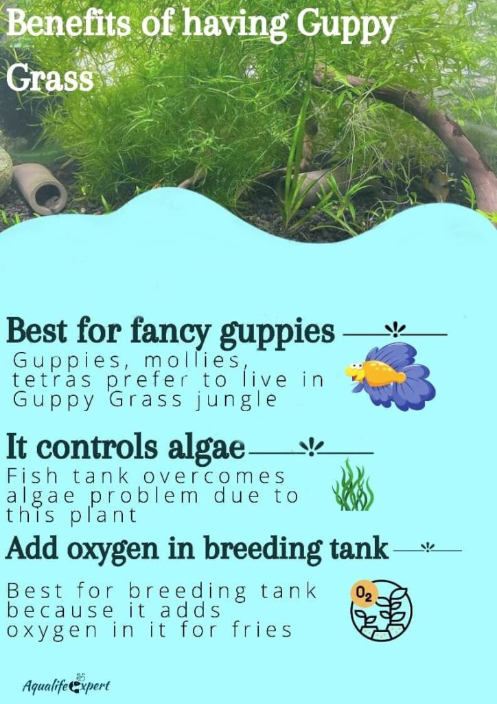 Why does guppy grass should be chosen as a aquarium plant 