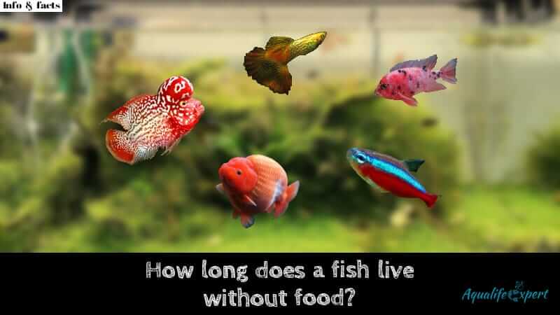 How long does a fish live without food