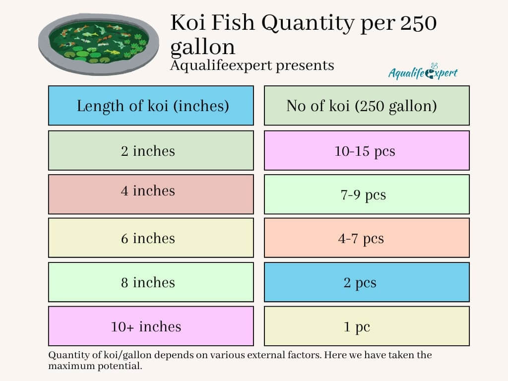 How many koi fish per gallon