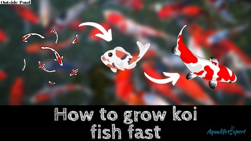 How to grow koi fast