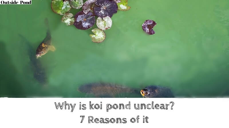 Why is the koi pond unclear