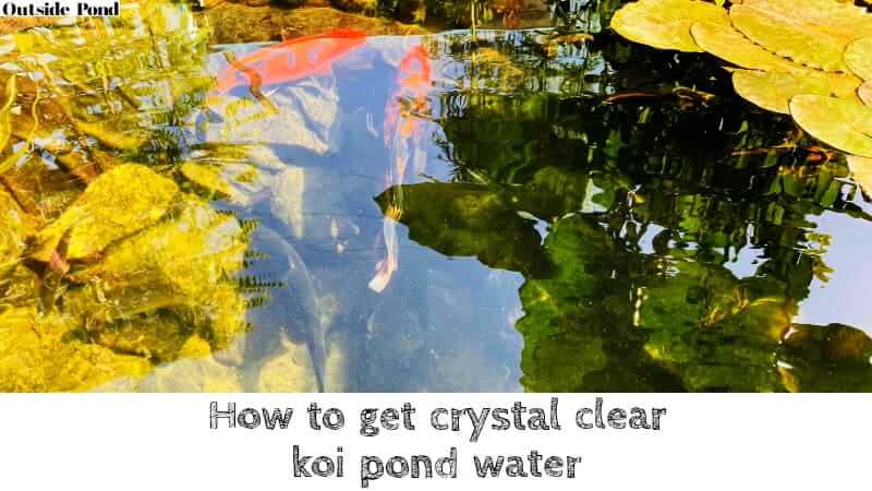 How to get crystal clear koi pond water