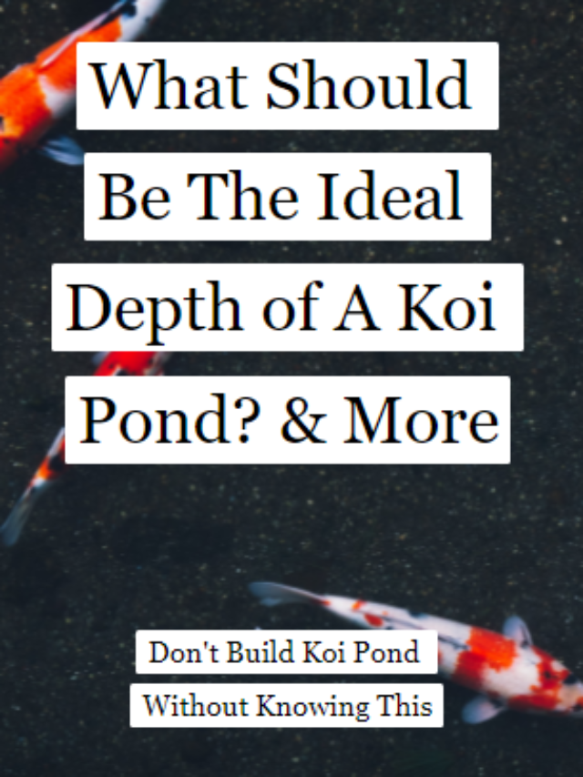 What Should Be The Ideal Depth of A Koi Pond?