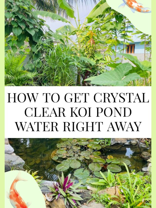 How to Get Crystal Clear Koi Pond Water Right Away