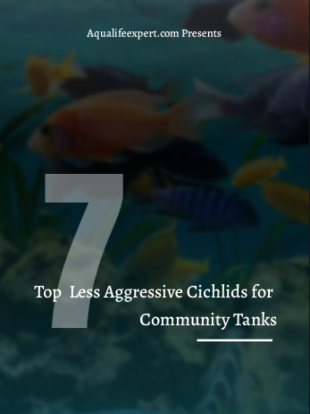 Top 7 non-aggressive cichlids for community fish tanks