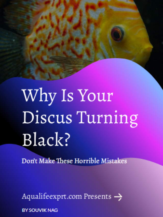 Why Is Your Discus Turning Black?