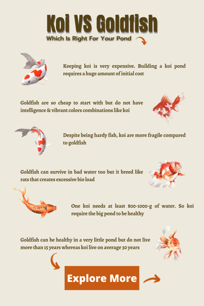 Koi VS Goldfish which is right for pond