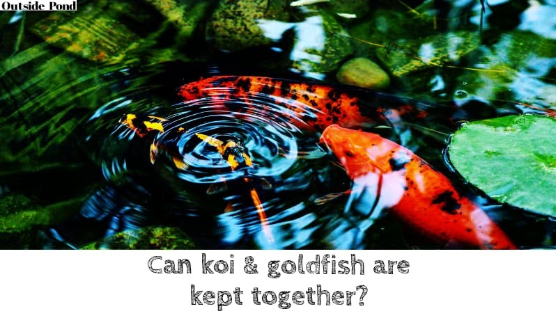Can koi & goldfish live together