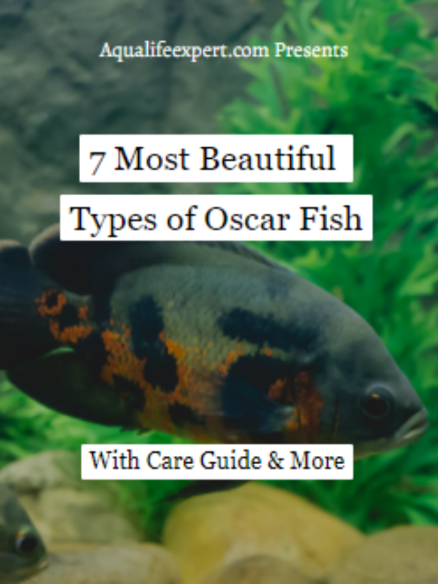 7 Most Beautiful Types of Oscar Fish