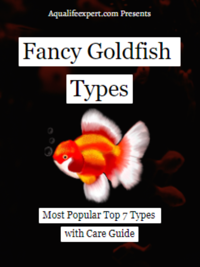 Top 7 Types of Popular Fancy Goldfish