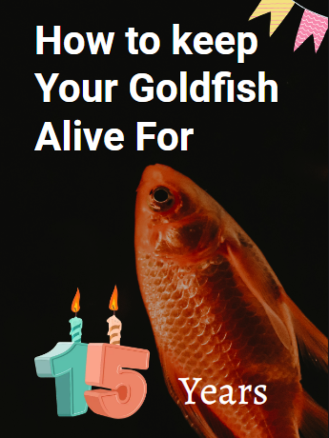 How to keep Your Goldfish Alive For 15 Years