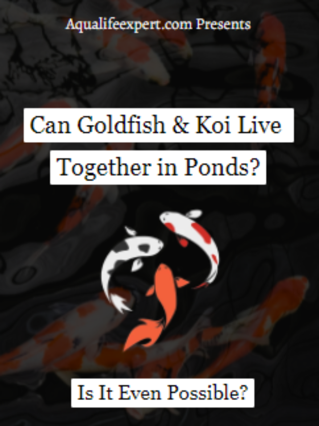 Can goldfish & koi live together in ponds
