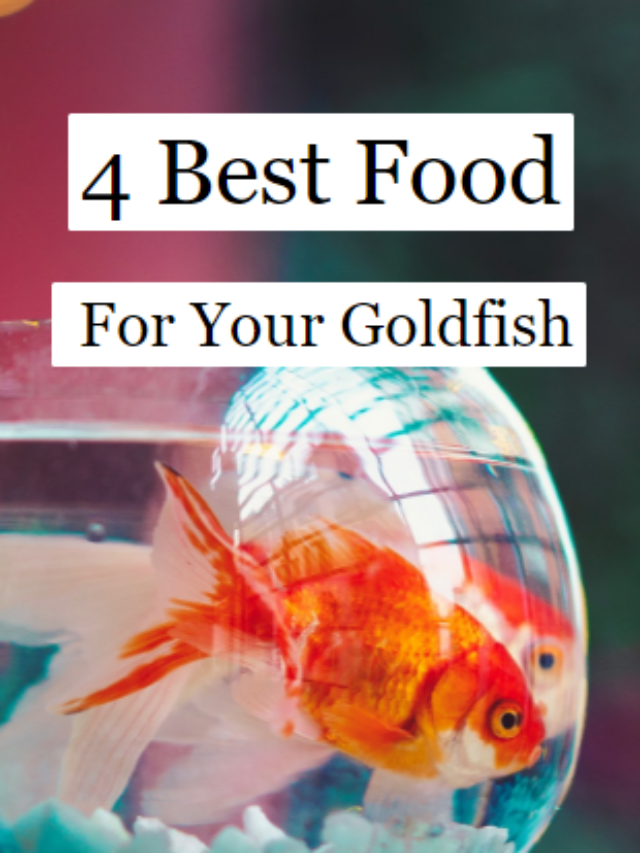 best food for goldfish