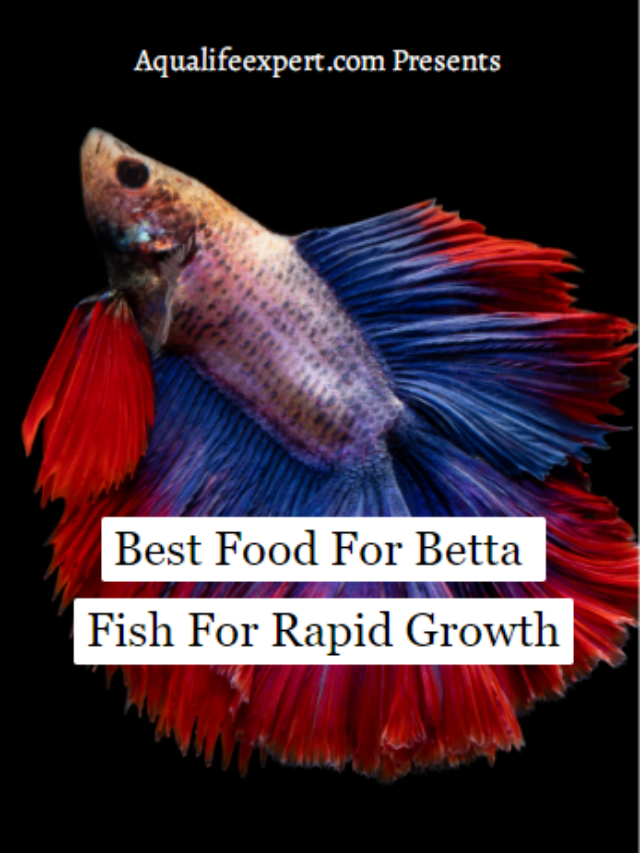 Best Food For Betta Fish For Rapid Growth