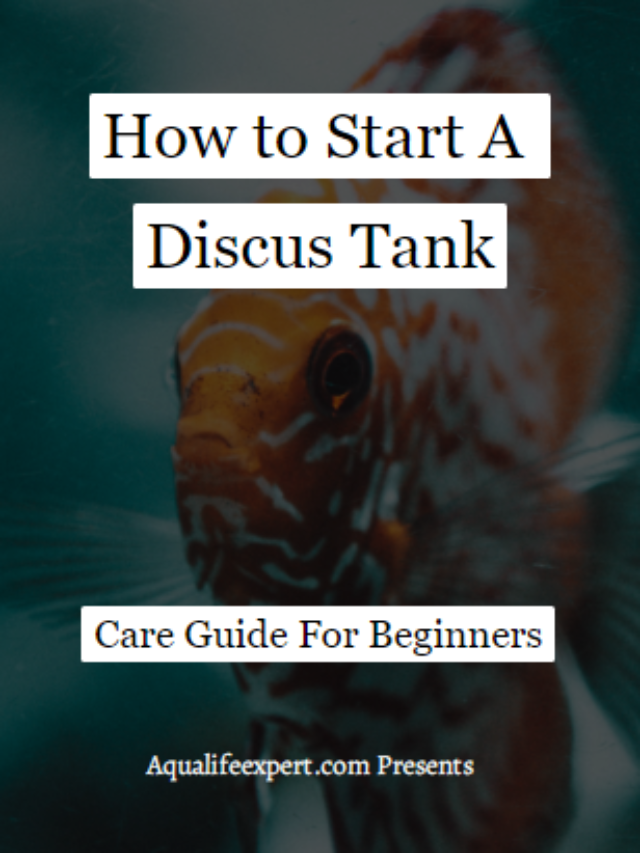 How to Start A Discus Tank