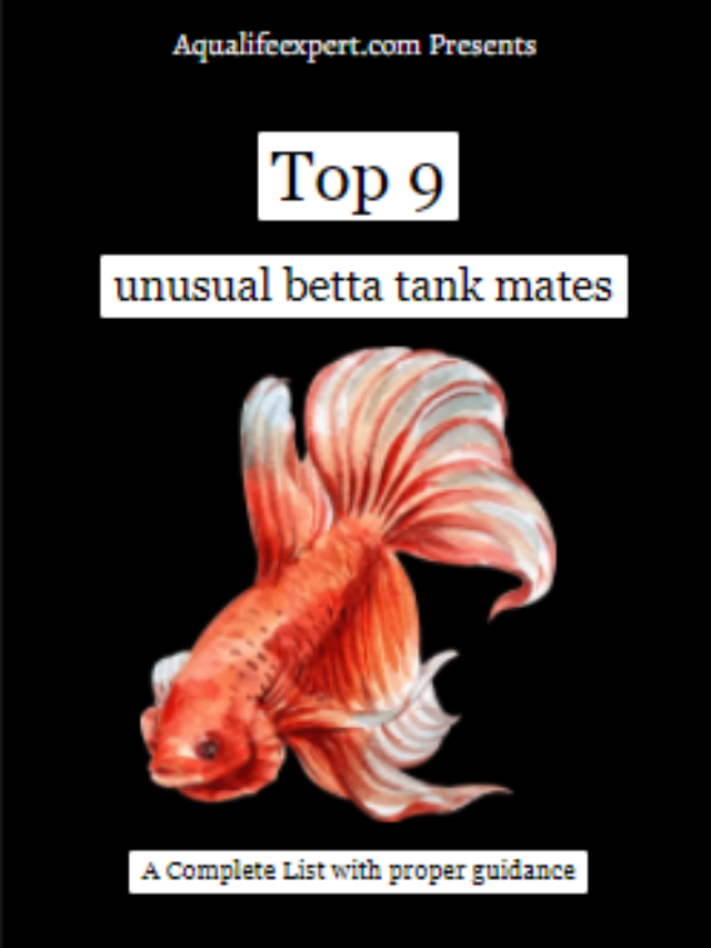 Top 9 Unusual Betta Tank Mates
