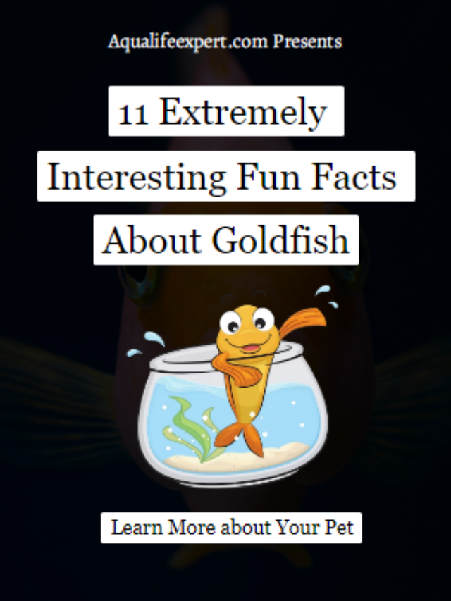 11 Extremely Interesting Fun Facts About Goldfish