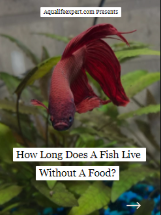 How Long Does A Fish Live Without A Food?