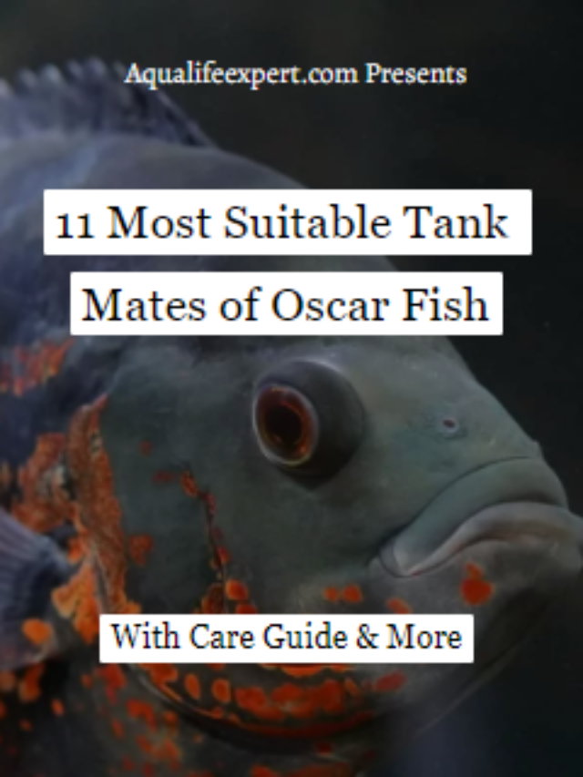 11 Most Suitable Tank Mates of Oscar Fish