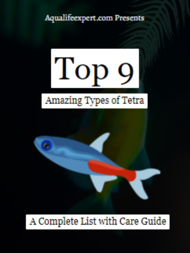 Top 9 Amazing Types of Tetras with Care Guide