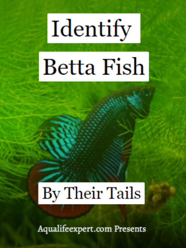 How to Identify Betta Fish By Their Tails