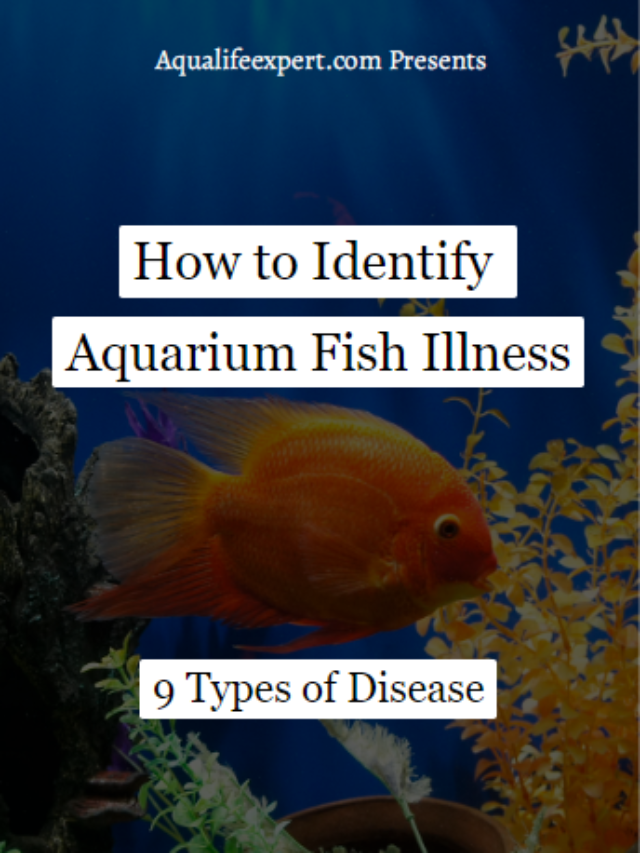 How to Identify Aquarium Fish Illness: 9 Types of Disease
