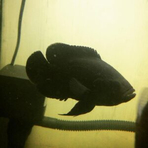 black oscar fish