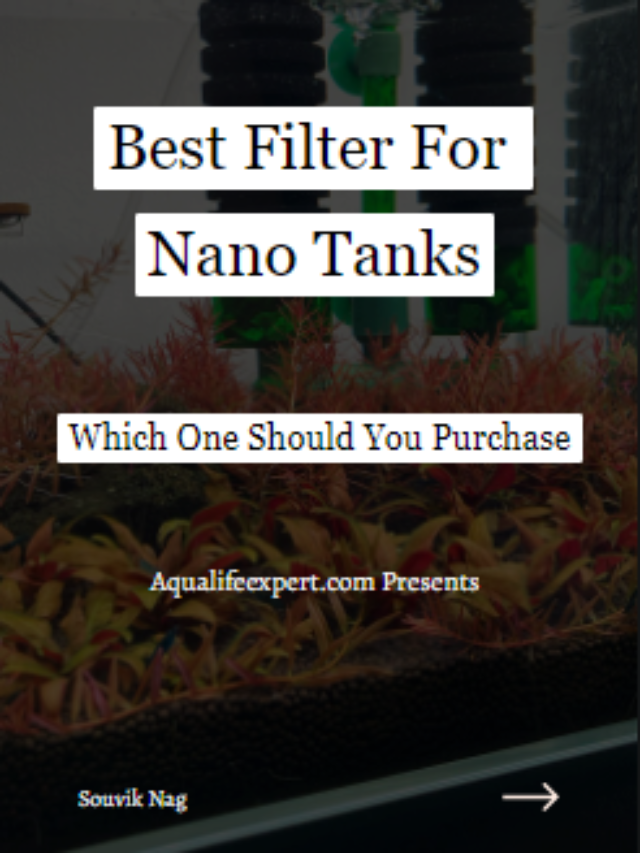 Best Filter For Nano Tanks