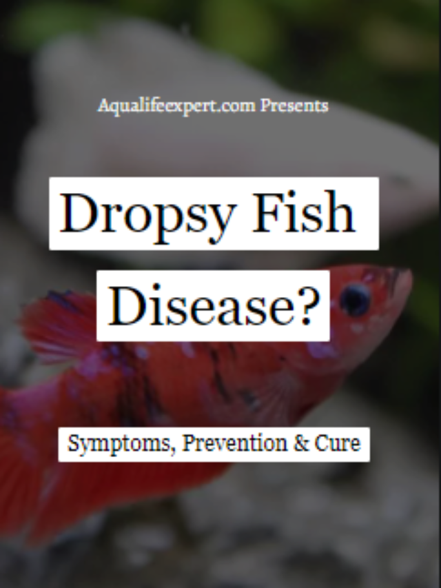 Dropsy Fish Disease
