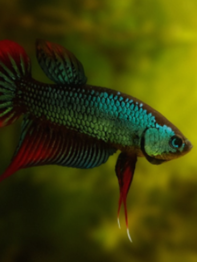 7 Most Toxic aquarium Plants For Betta Fish