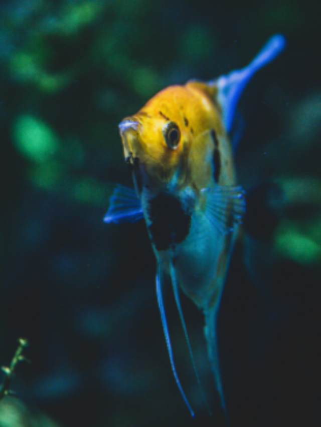 11 Most Beautiful Saltwater Angelfish For A Saltwater Tank